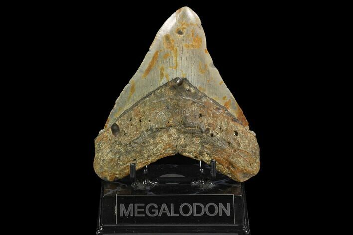 Fossil Megalodon Tooth - North Carolina #124974